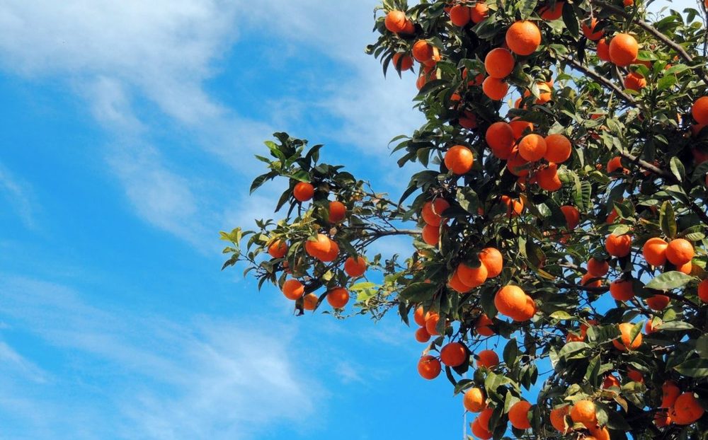 Fresh Produce and Fruit